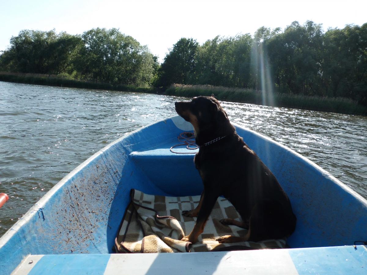 mein Hund Sira ist mit an Bord und Seetauglich :)