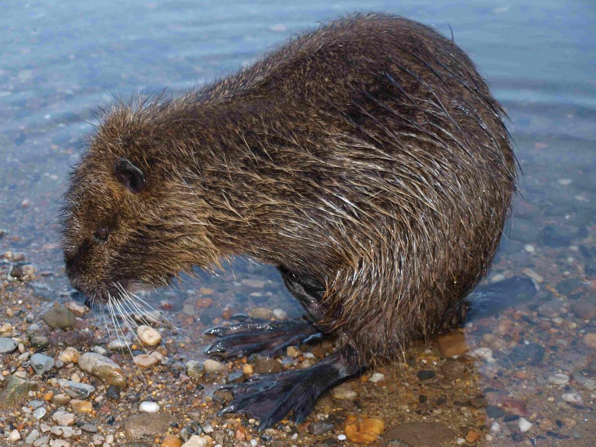 Nutria