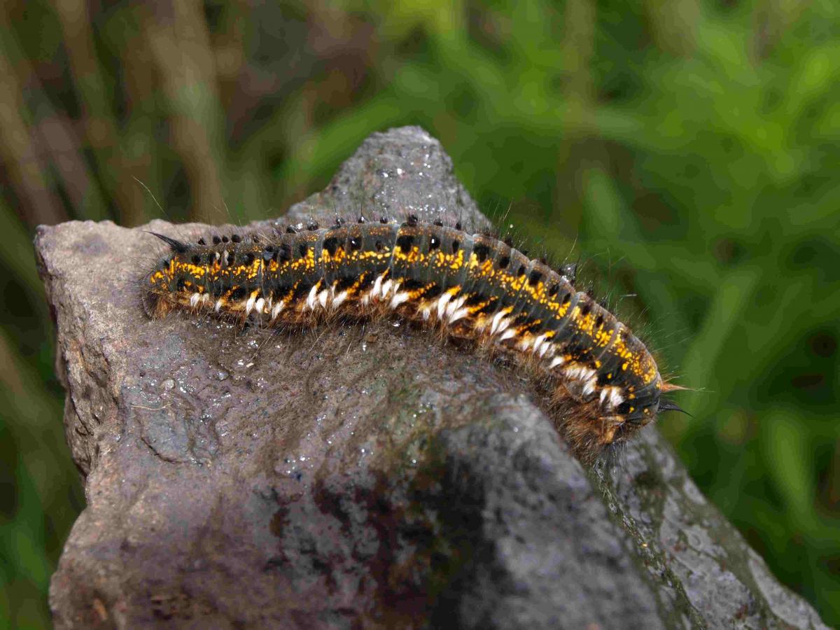 Raupe der Grasglucke (Trinkerin)