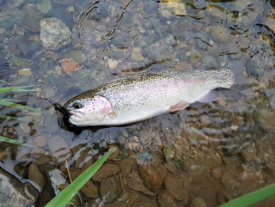 Regenbogenforelle