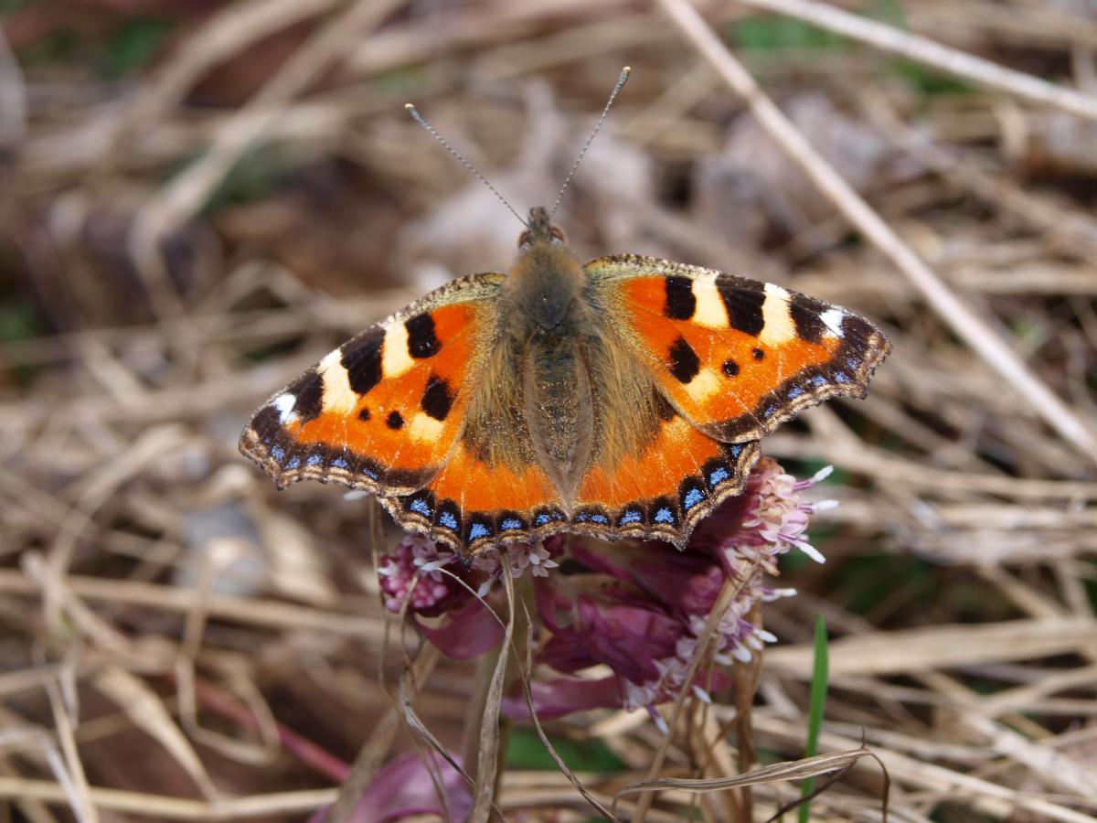 Schmetterling (kleiner Fuchs)