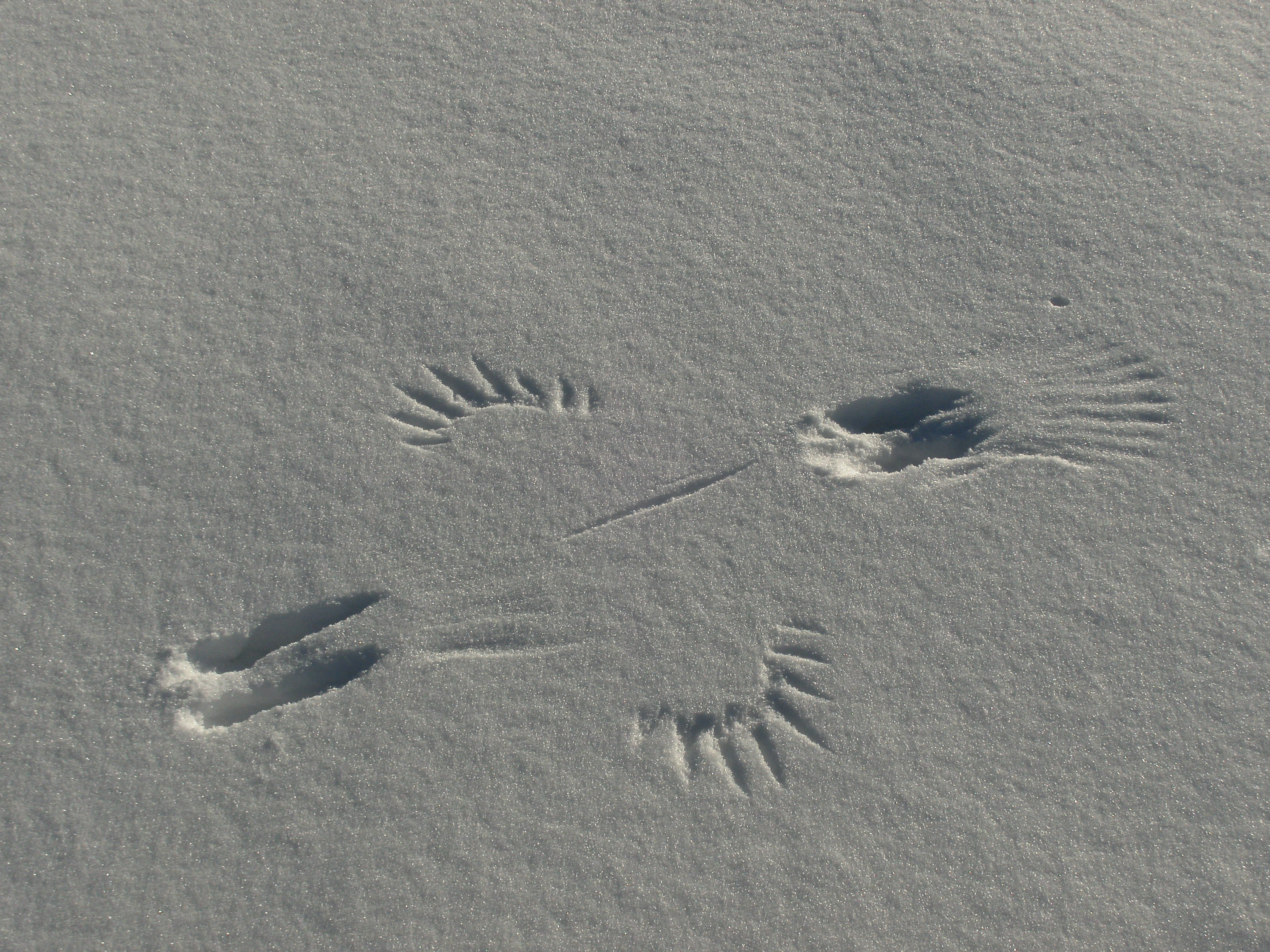 Spuren im Schnee