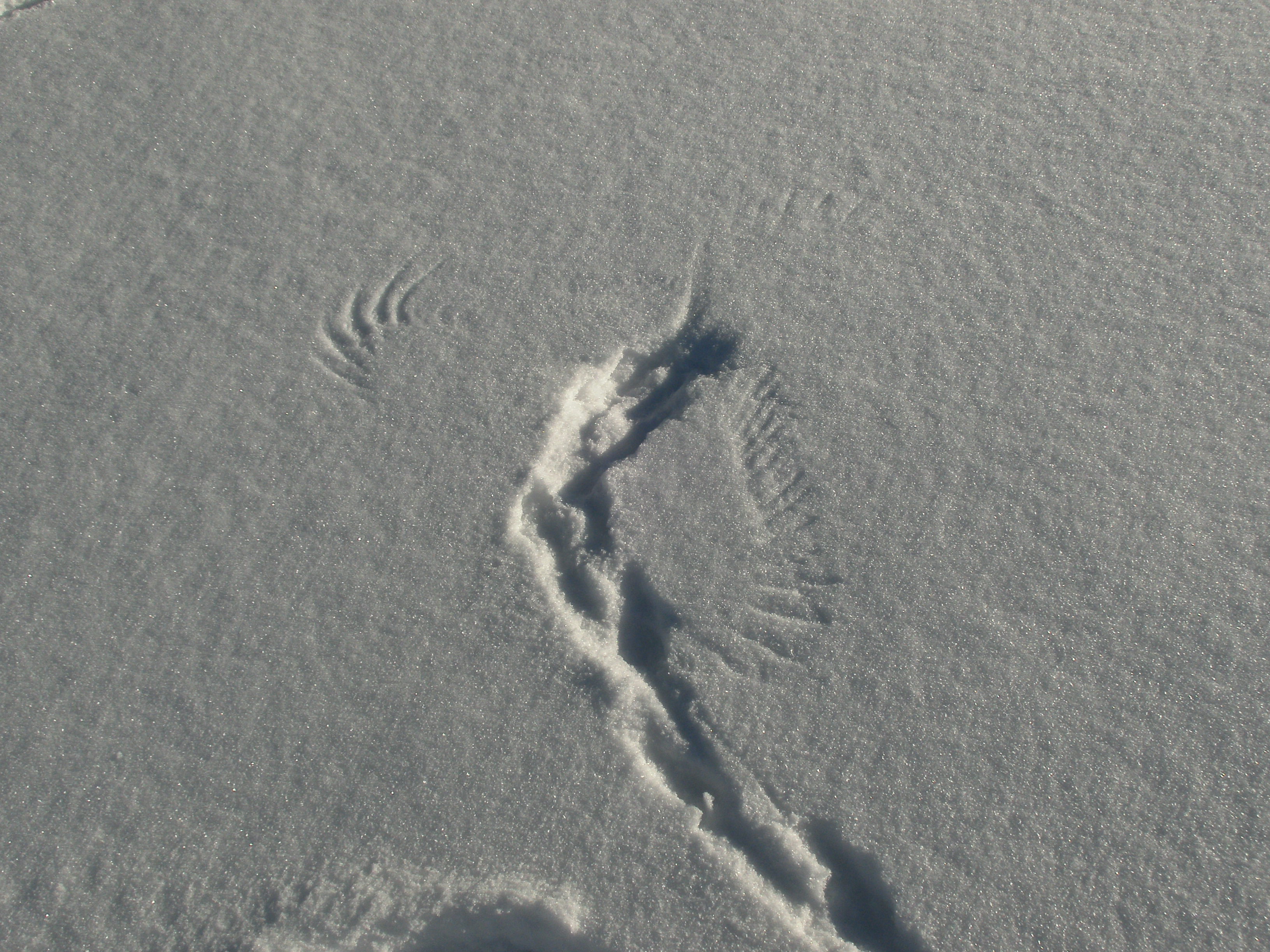 Spuren im Schnee