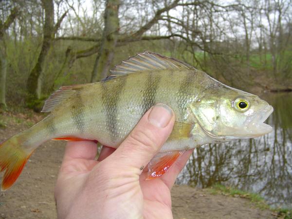 Steinbachtalsperre 5.4.2005 004