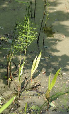 Teich Stachelhalm