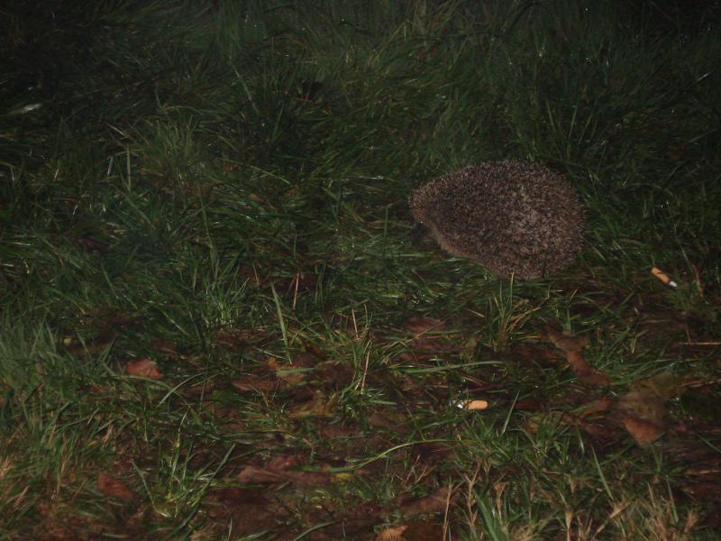 unser kleiner später besuch