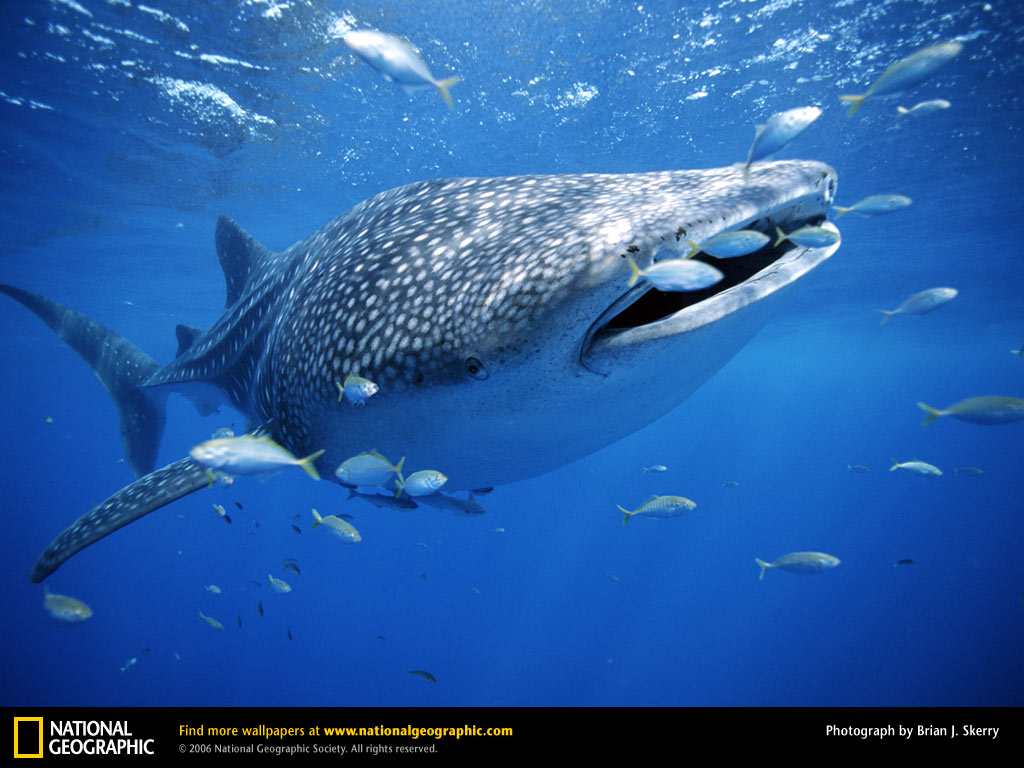 Walhai (https://284.photobucket.comalbumsll12lupa 78wallpaperaction=view&current=whale shark with fish.jpg&mediafilter=images)