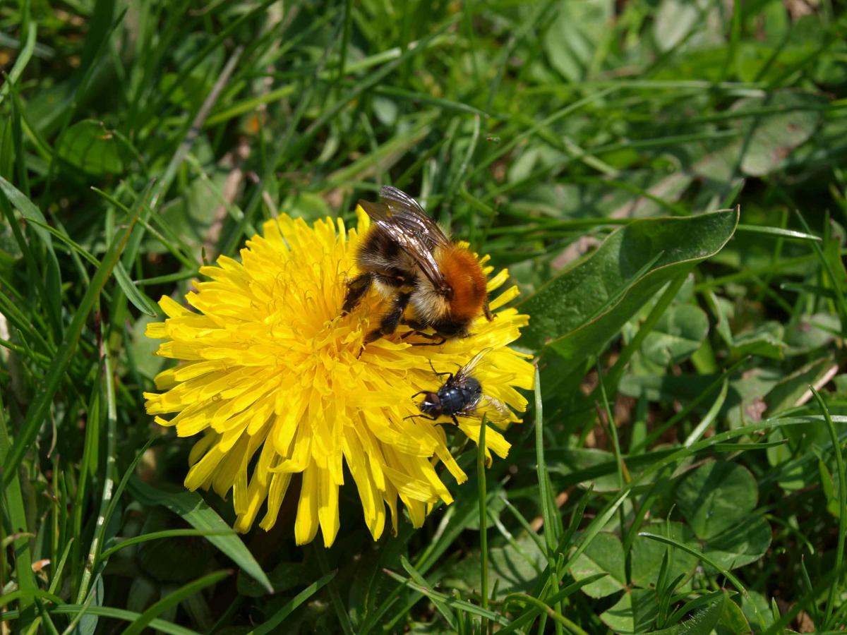 Wiesenhummel