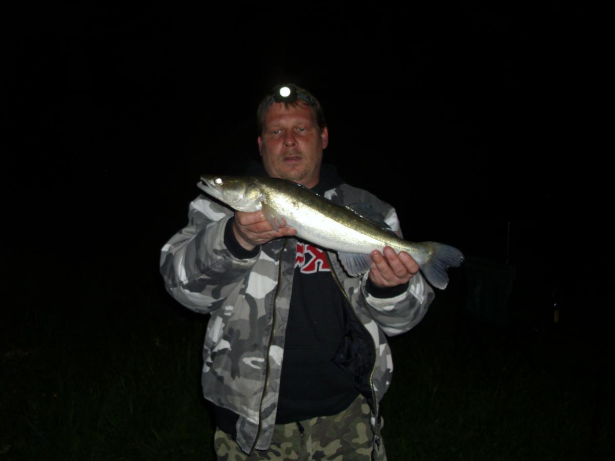 Zander 56cm