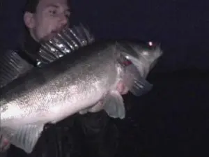 Zander in der Weser Jubelt