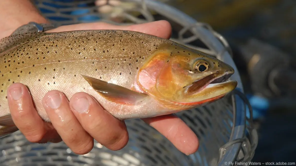 Cutthroat Trout : Cutthroat Forelle