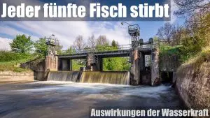 Jeder fünfte Fisch stirbt - Auswirkungen der Wasserkraft