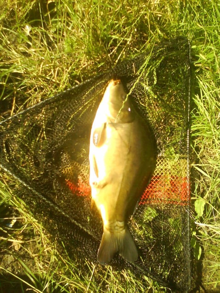 Börnersee - Fangbild von carphunter25