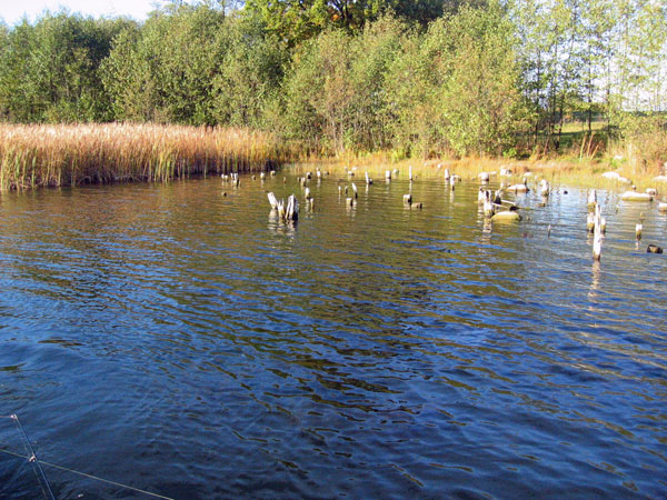 Klarer See bei Temmen - Bild von stadtangler