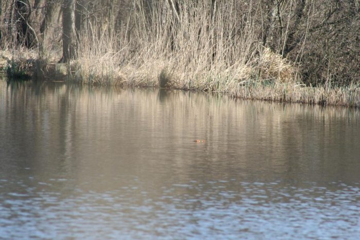 Lenensruher Teich - Bild von mmiske