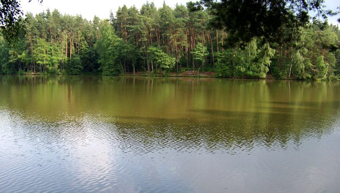 Seidlersreuther Weiher - Bild von theduke