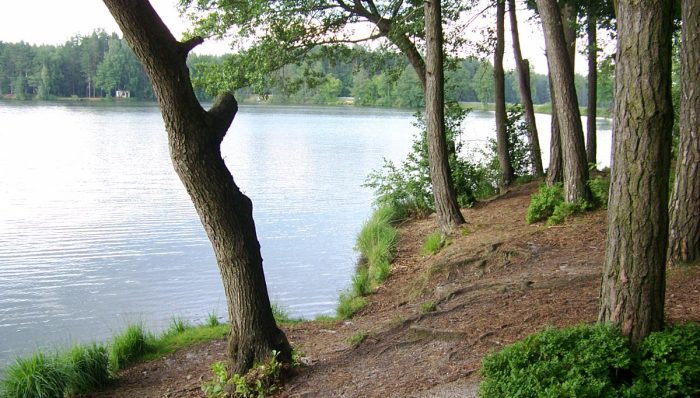 Seidlersreuther Weiher - Bild von theduke