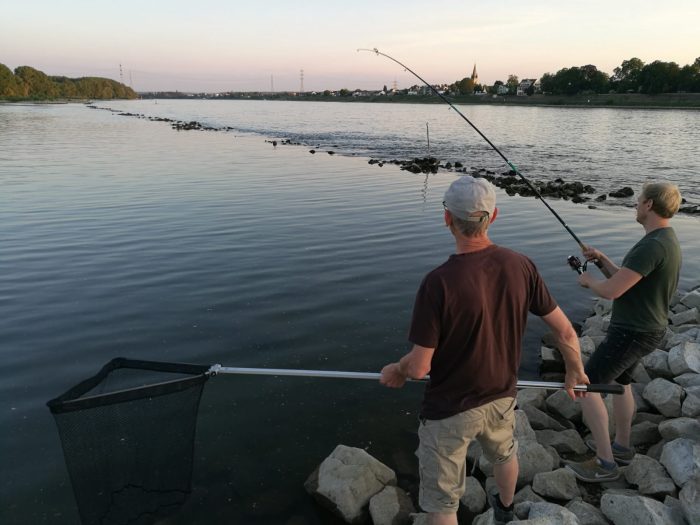 Rapfen – 72 cm Rhein