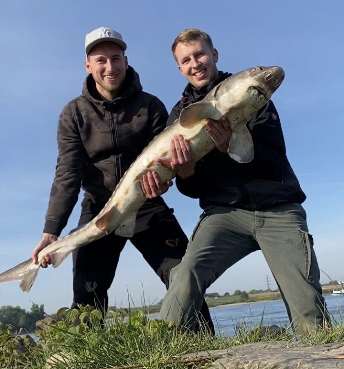 Stör – 170 cm Rhein bei Rees