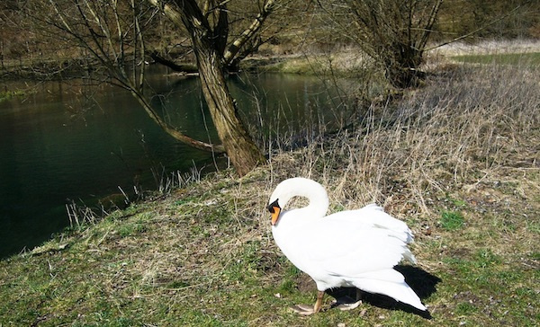 Brenz bei Herbrechtingen