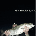 Rapfen – 85 cm Oder