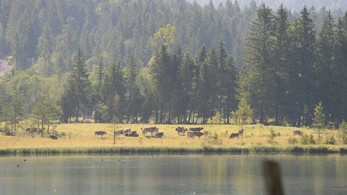 Pillersee – Bild von Badener, CC BY-SA 3.0, via Wikimedia Commons, bearbeitet von fisch-hitparade.de