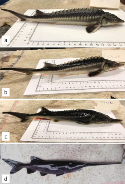 Das Bild zeigt die Elternfische des Sturddlefischs, einen russischen Stör oben, einen amerikanischen Löffelstör unten und zwei Mischformen als Nachkommen 